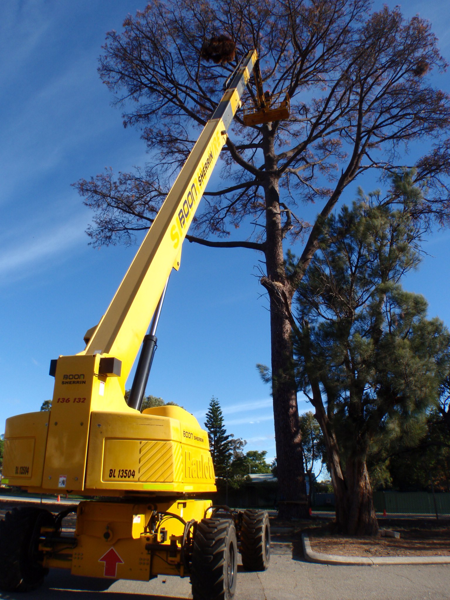 tree_removal_004
