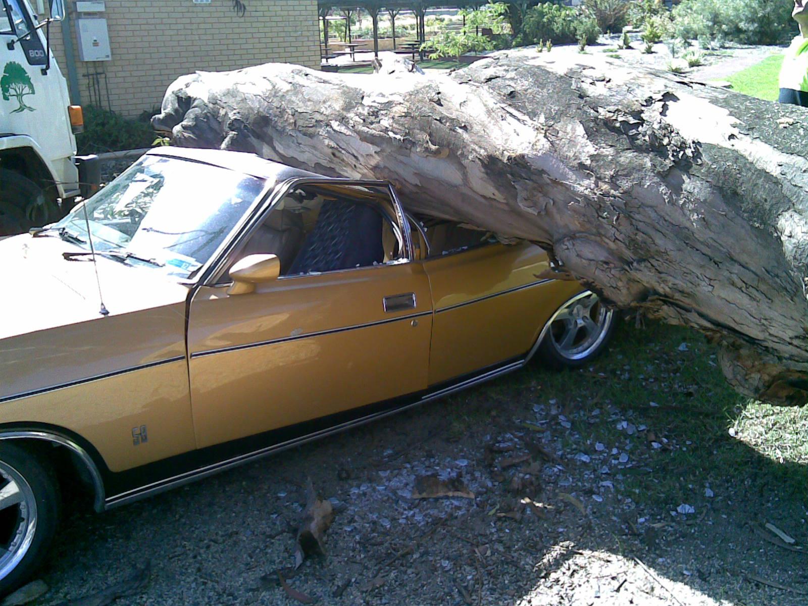 tree_removal_car_crushed